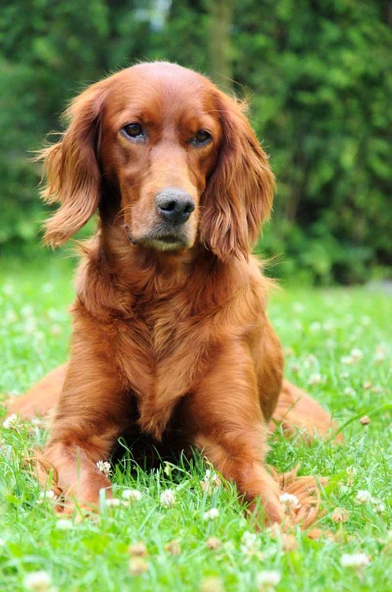 Training Tips and Tricks for Irish Setter Owners: How to Teach Your Energetic Pup Good Behavior
