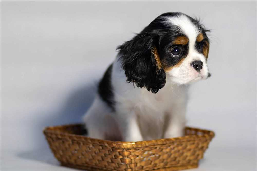 Effective Techniques for Teaching Your Cavalier King Charles