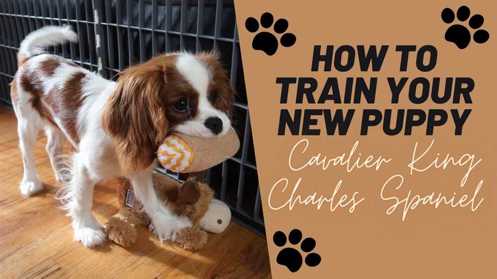 Training Tips and Tricks for Your Cavalier King Charles
