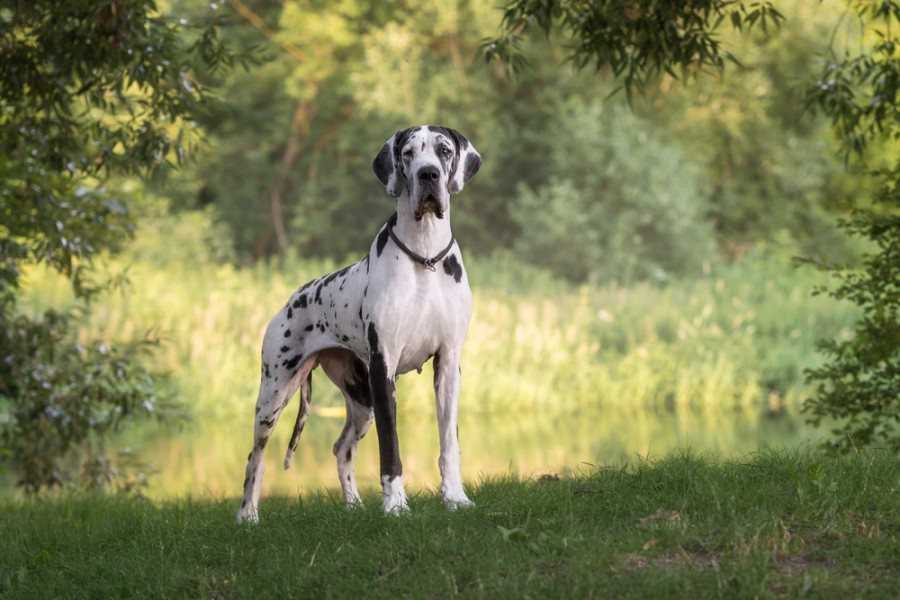 4. Socialize your Great Dane