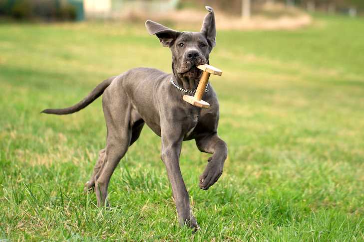 Training tips and tricks for your Great Dane