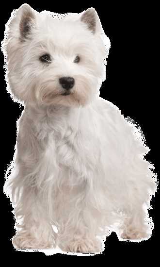 Effective Training Methods for Your West Highland White Terrier