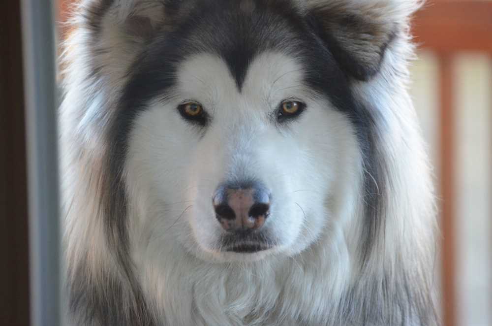 Importance of Training for Alaskan Malamute Owners