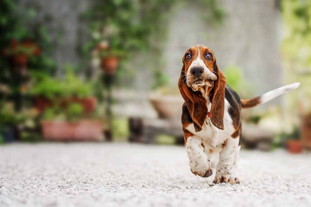 Training Tips for Basset Hound Owners: Unlocking the Potential of this Gentle and Loyal Breed