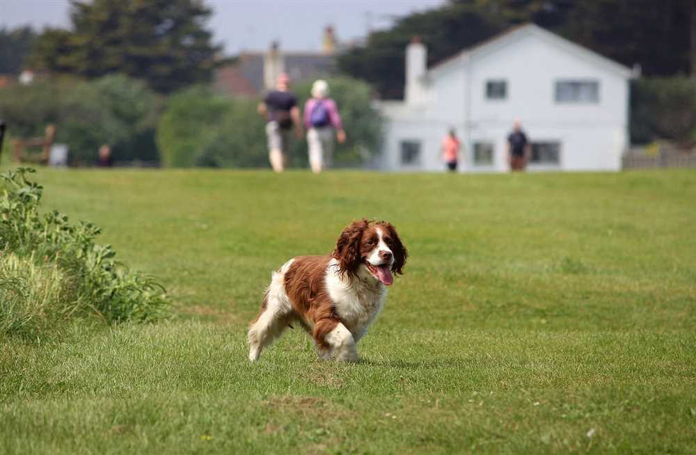 Training Tips for English Springer Spaniels: Unlocking their Potential