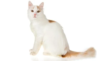 Turkish Van Cats: The Purrfect Companion for Active and Adventurous Owners