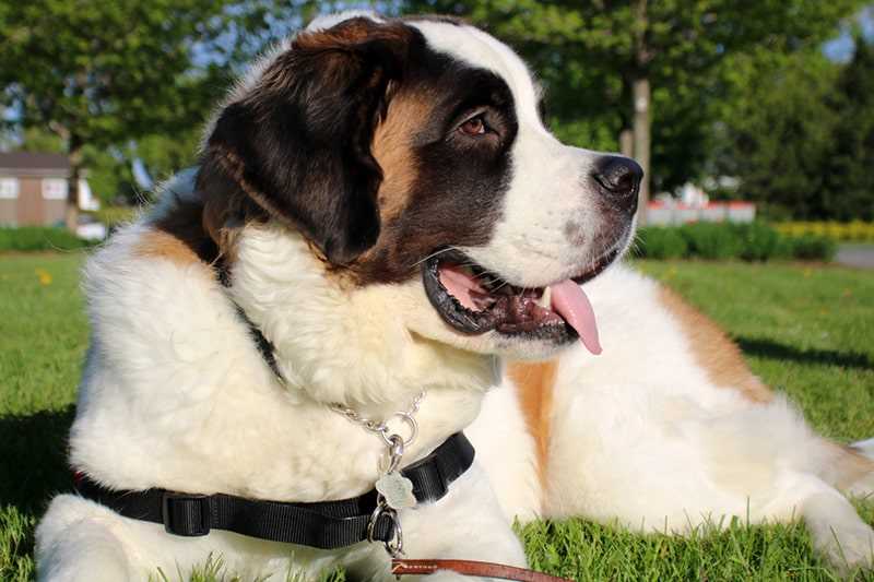 Discovering the Personality Traits of the Saint Bernard