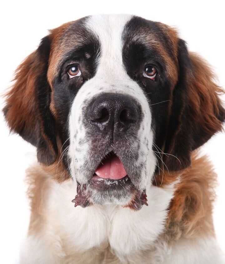 Uncovering the Temperament and Personality Traits of the Saint Bernard