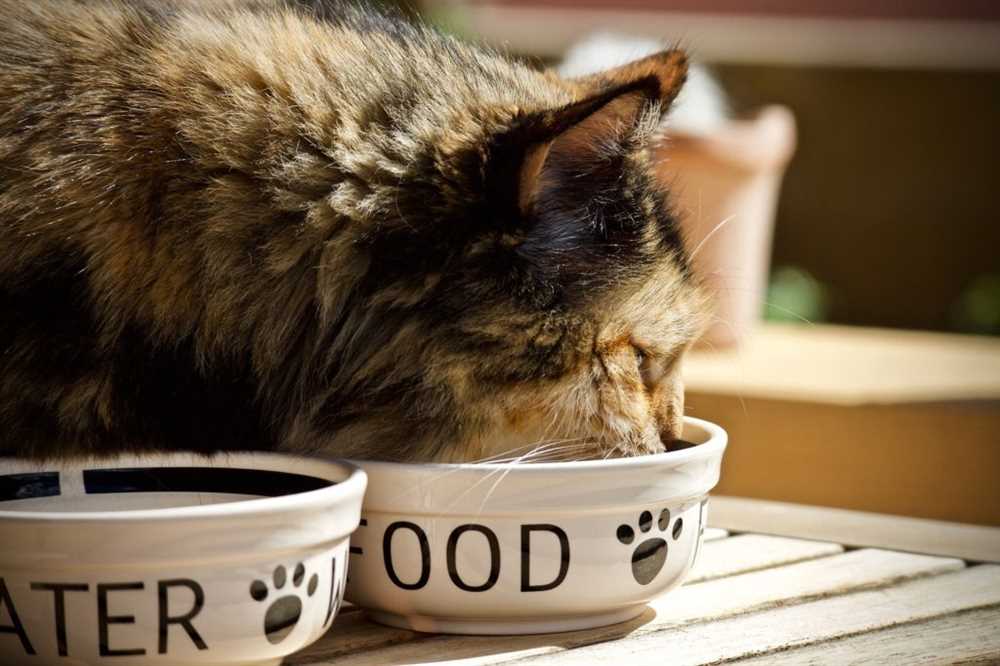 What Makes Dry Cat Food Different?
