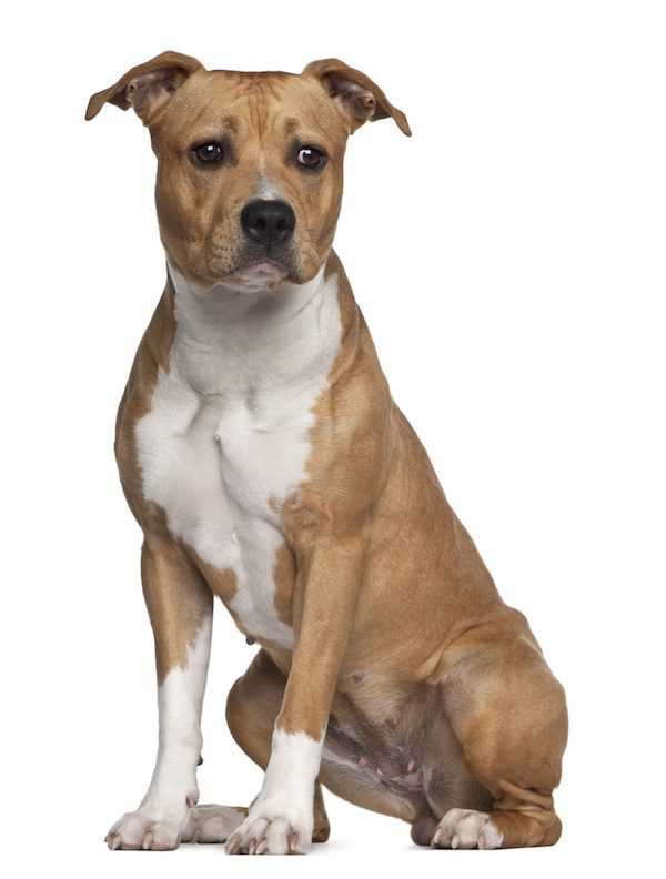 Appreciating the American Staffordshire Terrier: A Breed Synopsis
