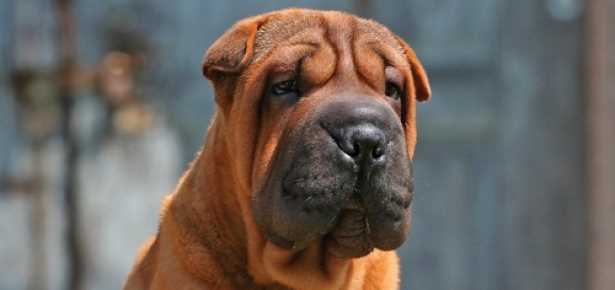 Understanding the Genetic Predispositions of the Chinese Shar-Pei Breed