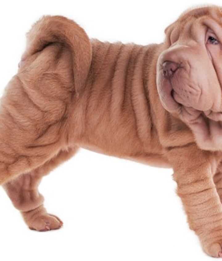 Trials and Obstacles in Caring for the Shar-Pei