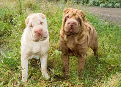 Understanding the Health Issues and Challenges of the Chinese Shar-Pei