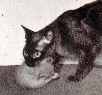 Learning More About the Burmese Cat's Origins