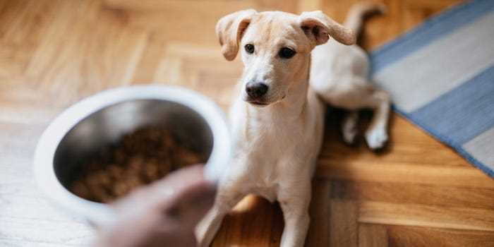 Understanding the Ingredients in Dry Dog Food: How to Read Labels and Make the Right Choice for Your Pet
