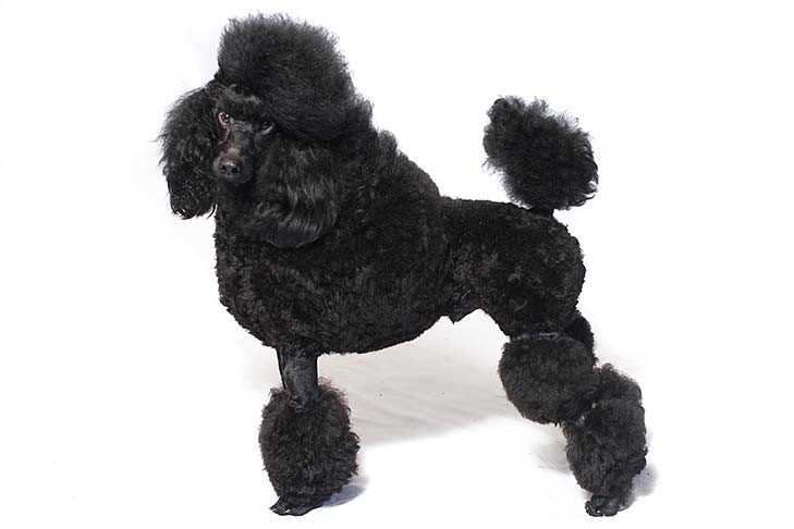 undefinedAppreciating the origins and disposition</strong> of the Miniature Poodle is key to <em>comprehending</em> its unique traits and <em>grasping</em> its delightful personality. This magnificent breed has a rich history and background that adds depth to its nature and disposition.”></p>
<p><em>The Miniature Poodle’s history</em> dates back many centuries, and it is believed to have originated in Germany or France. This charming breed was initially bred for water retrieval and was widely used as a hunting companion. Over time, the Miniature Poodle’s features and temperament were refined to create the delightful and sociable pet we know today.</p>
<p><img decoding=