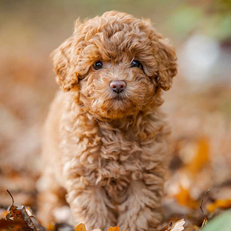 Understanding the Miniature Poodle: History, Characteristics, and Temperament