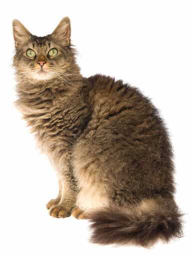 Understanding the Origins and Characteristics of LaPerm Cats