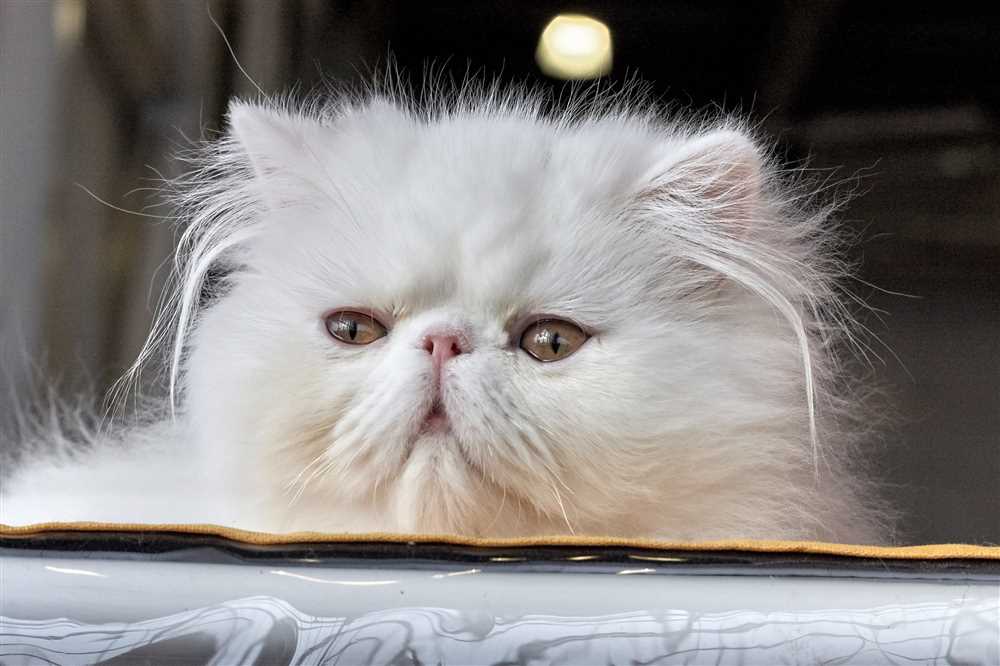 Grasping the Distinctive Traits of Persian Cats