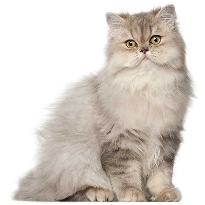 Understanding the unique characteristics of Persian cats