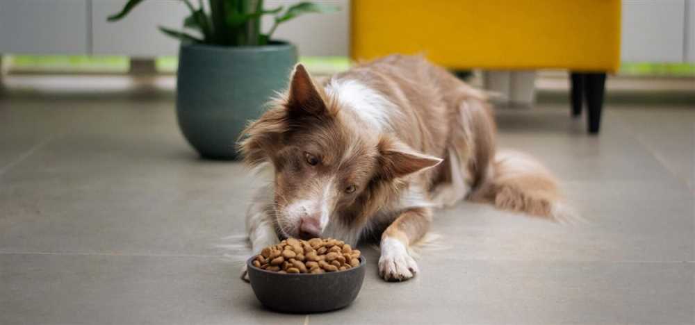 Understanding Your Dog's Nutritional Needs: See All the Options for a Healthy Diet