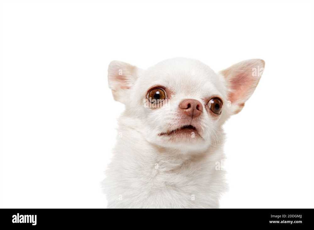 Unleash the Cuteness: Delightful Chihuahua Smooth Coat Dog Images