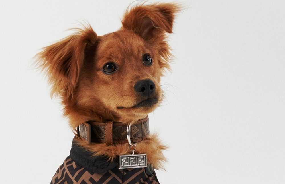 Stylish Brands for Your Canine Fashionista