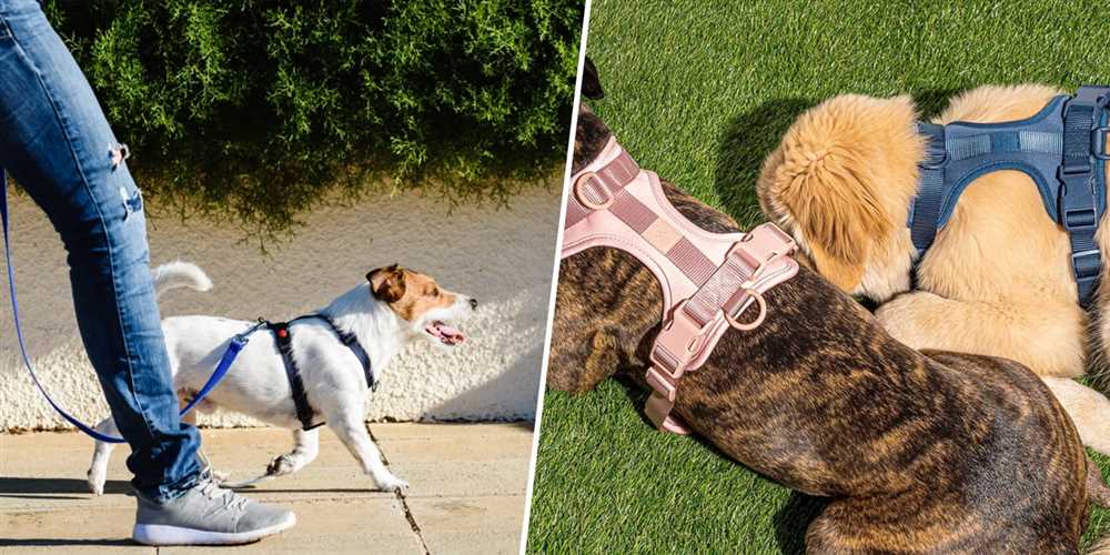 Unleash Your Canine Companion's Fashionable Personality with These Popular Dog Labels