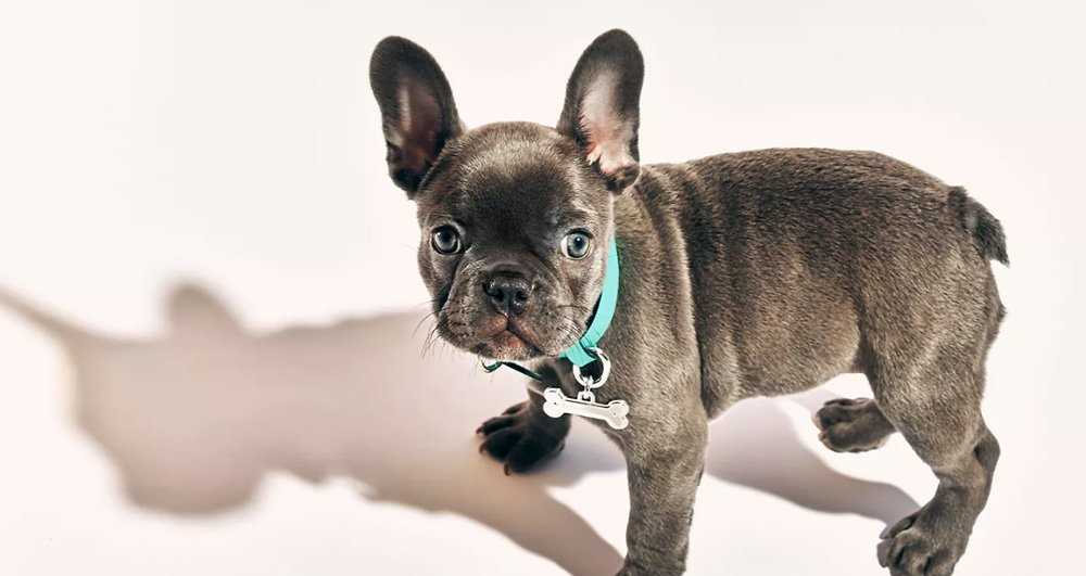 Unleash Your Dog's Style with These Trendy Dog Brands