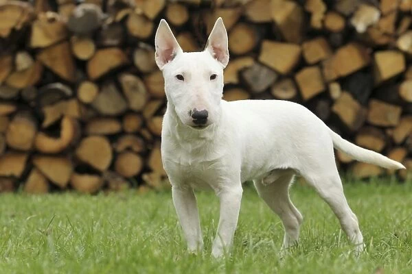 The Cutest Miniature Bull Terriers:
