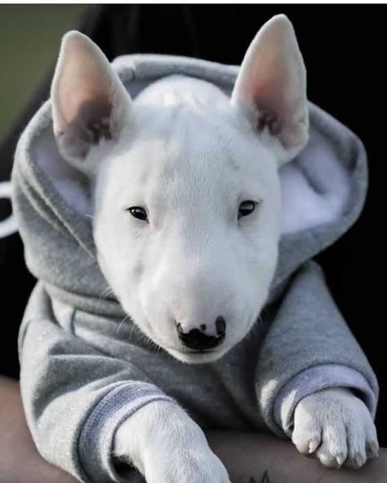 A Collection of Adorable Mini Bull Terriers: