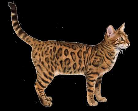 Unleashing the Attractiveness and Elegance of the Ocicat Breed