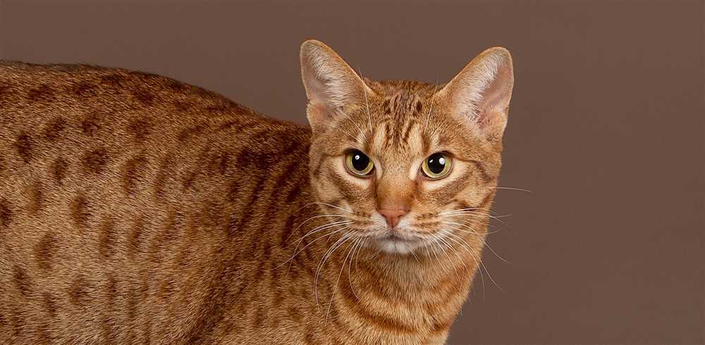 Unveiling the Charm and Nature of the Ocicat Kitty Breed