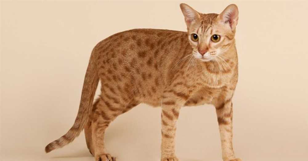 Unleashing the Beauty and Personality of the Ocicat Cat Breed