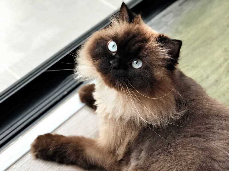 Unleashing the Beauty of the Himalayan Cat: A Guide to the Exquisite Breed