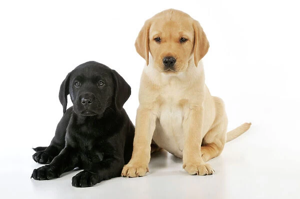 Unleashing the Cuteness: Stunning Pictures of Labrador Retrievers