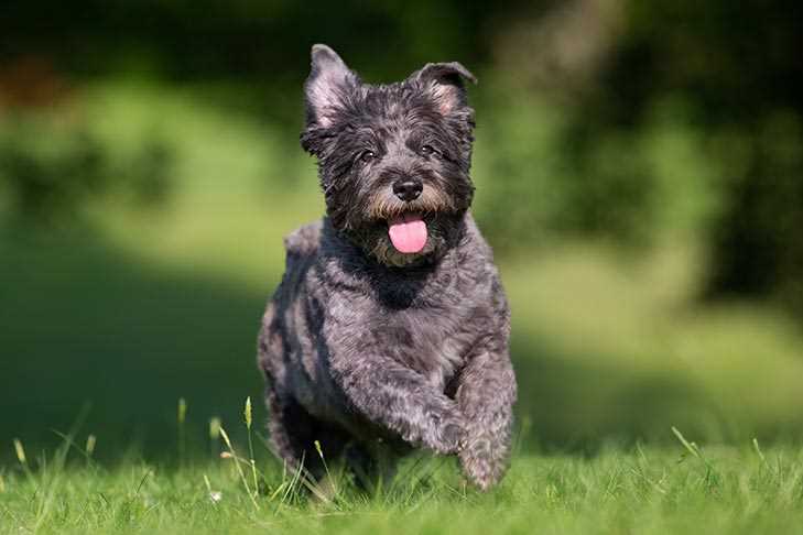 Investigating the Background of Cairn Terriers