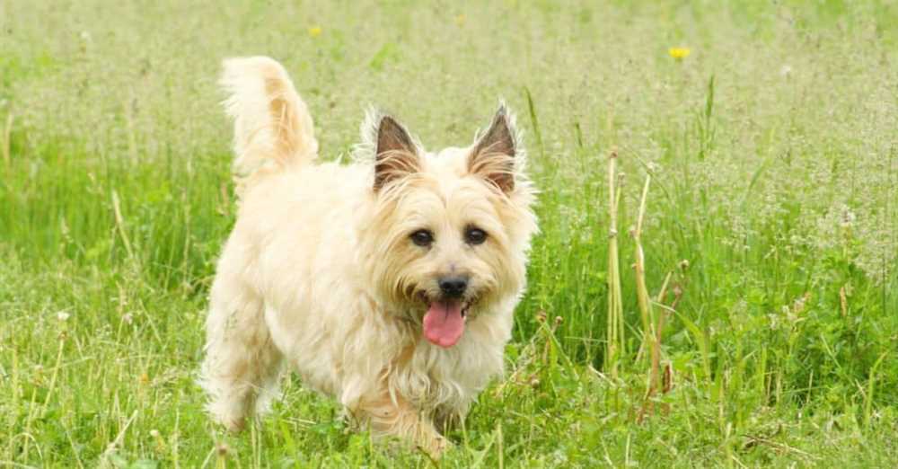 Exploring the Evolution of the Cairn Terrier Breed