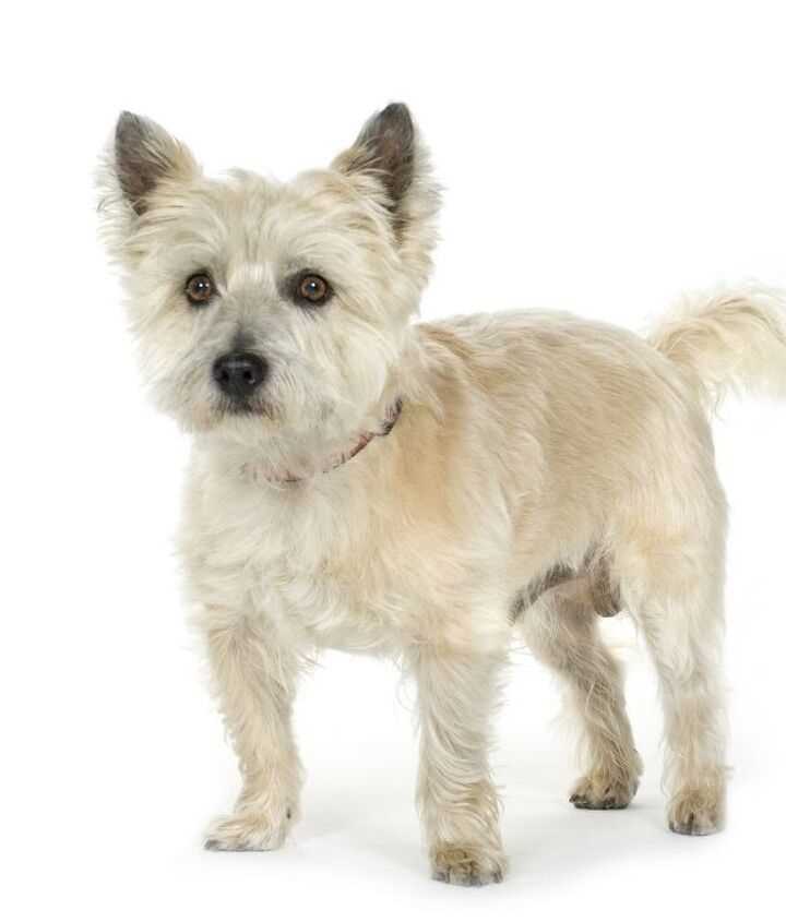 Unraveling the History of the Cairn Terrier breed