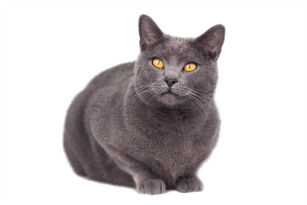 Deciphering the Secrets of the Chartreux Cat: Origins, Qualities, and Disposition