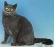 Unraveling the Mysteries of the Chartreux Cat: History, Traits, and Personality