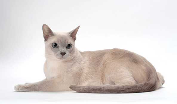 Unveiling the Secrets of the Tonkinese Cat
