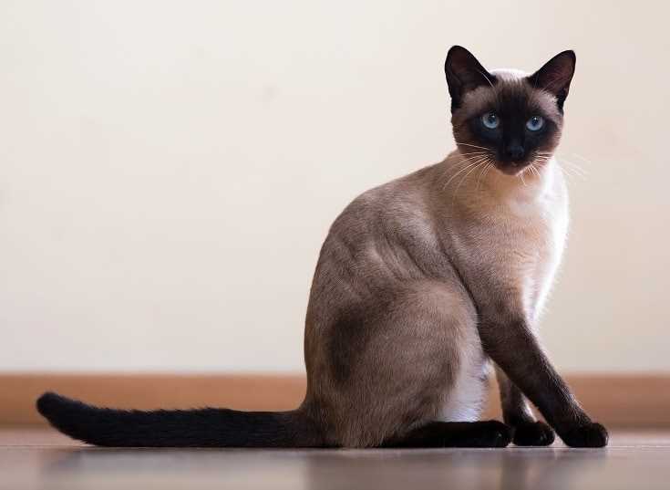 Deciphering the Tonkinese Cat Breed: An Overview