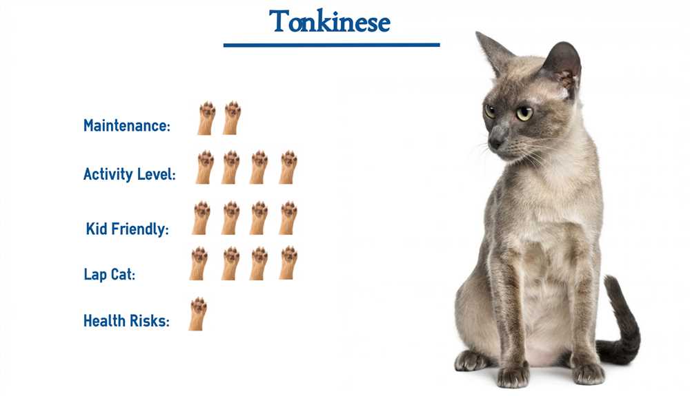 Unraveling the Mysteries of the Tonkinese Cat Breed: A Guide for Potential Pet Owners