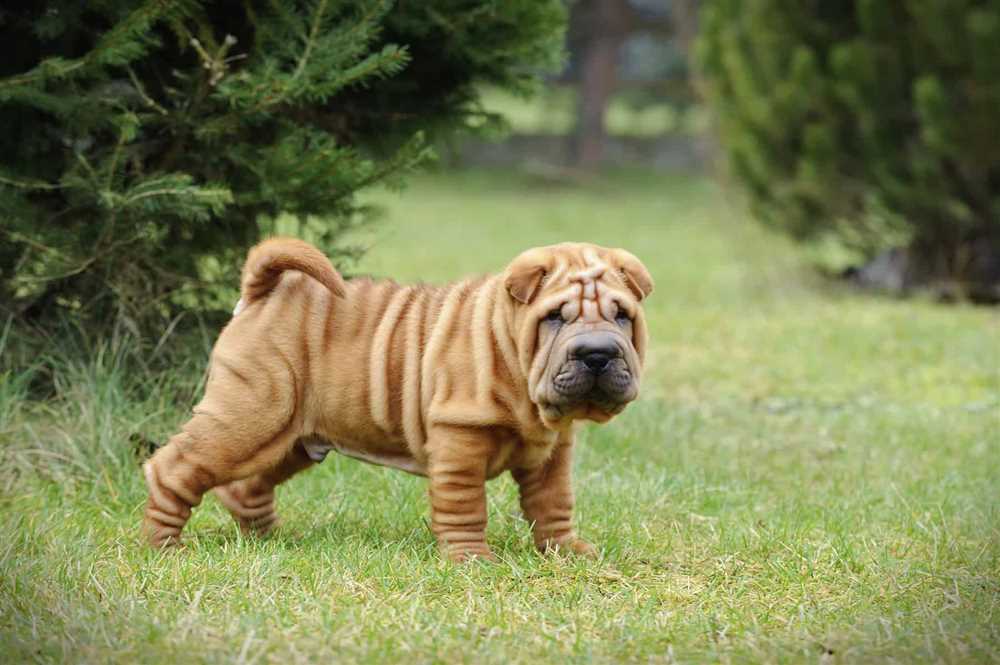 Evolving into the Chinese Shar-Pei