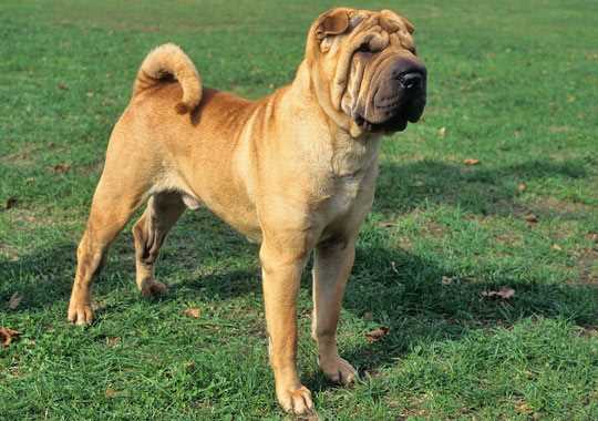 Unraveling the Origin and History of the Chinese Shar-Pei Dog Breed