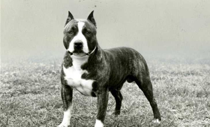 Unveiling the Allure of the American Staffordshire Terrier: A Striking Breed Picture to Admire