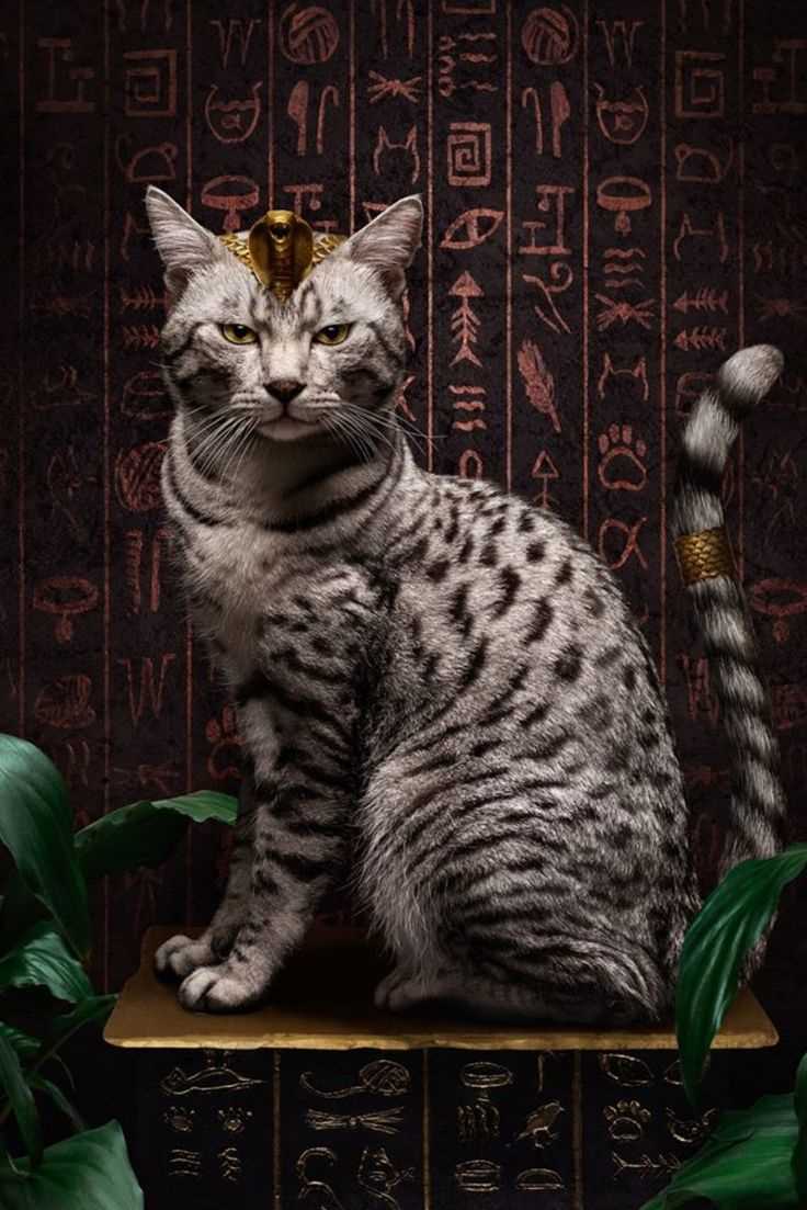 Exploring the Mysterious Origin of Egyptian Mau Cats