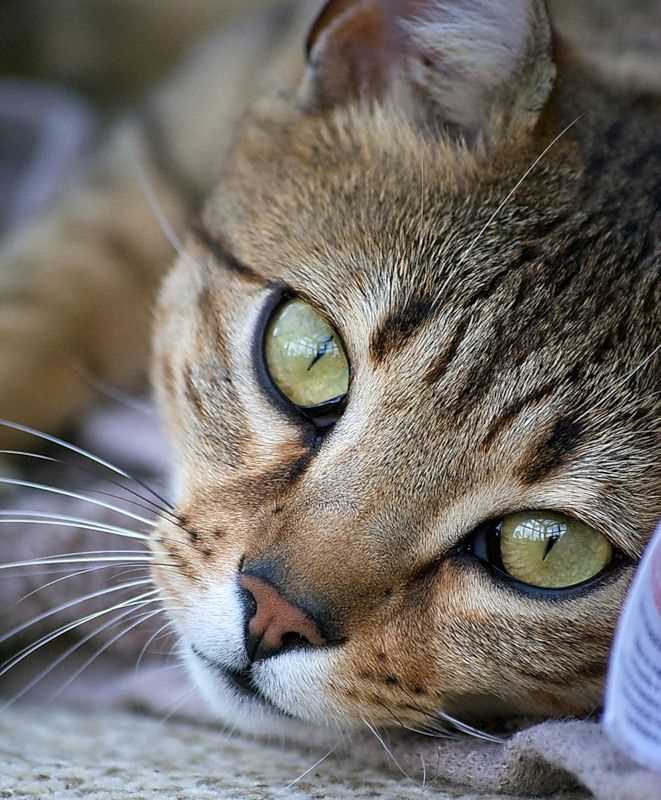 The Beauty of Egyptian Mau Cats