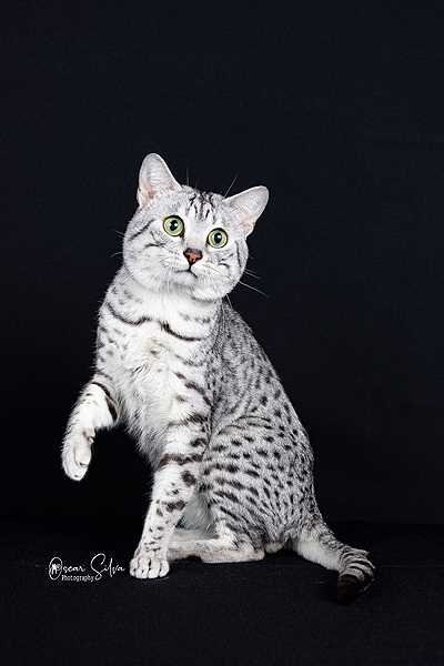 Unveiling the Ancient Beauty of Egyptian Mau Cats: Illustrated with Breathtaking Pictures